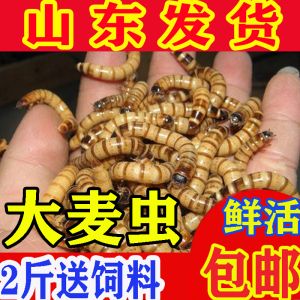 金龍魚的飼料指甲吃什么嗎：金龍魚的飼料指甲吃什么 龍魚百科 第1張