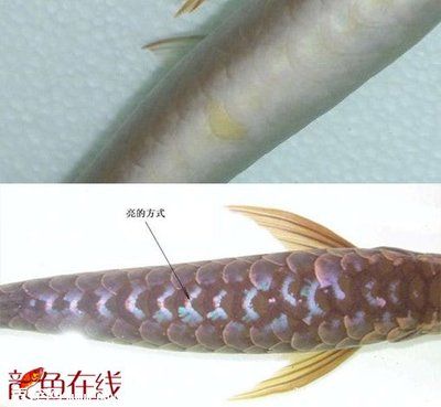 金龍魚怎樣上色快又好看：如何飼養(yǎng)金龍魚才能快速上色并保持美觀？ 龍魚百科 第3張