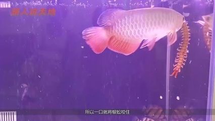 金龍魚被咬了怎么辦：金龍魚被咬了怎么辦金龍魚被咬了怎么處理