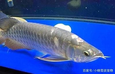 龍魚甩頭蹭缸抖身子：龍魚為什么甩頭、蹭缸、抖身子 龍魚百科 第2張