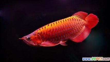 龍魚(yú)不想養(yǎng)了怎么辦呀：如果你有一條龍魚(yú)，但是現(xiàn)在不想養(yǎng)了