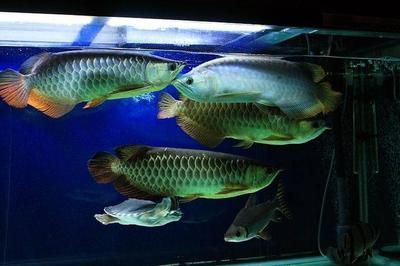 為什么龍魚貴了就死了呢：為什么龍魚貴了就死了 龍魚百科 第2張