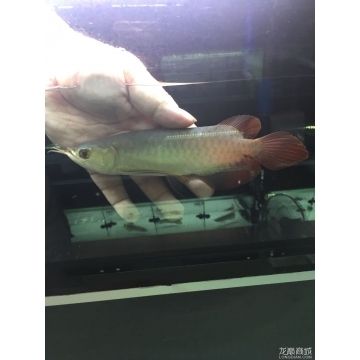 紅龍魚幼崽多少錢一條：紅龍魚幼崽多少錢一條紅龍魚幼崽多少錢一條