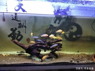 大型魚缸養(yǎng)魚方法：大型魚缸養(yǎng)護方法 魚缸百科 第1張