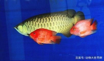 龍魚長(zhǎng)期喂金魚可以嗎：龍魚長(zhǎng)期喂金魚可以嗎，可以嗎 龍魚百科 第2張