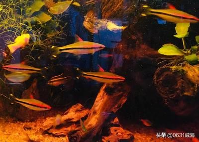 冬天室外魚缸養(yǎng)錦鯉可以嗎：冬天室外魚缸養(yǎng)錦鯉可以的 魚缸百科 第1張