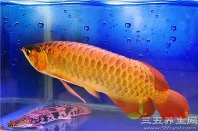 金龍魚(yú)有什么寓意：金龍魚(yú)不僅在外觀和品種上給人以富貴和華麗的寓意