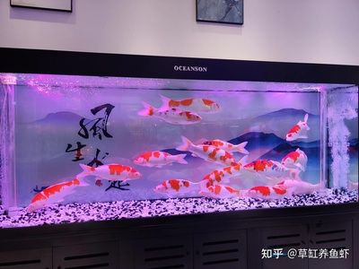 大魚缸怎么喂食：大魚缸喂食技巧