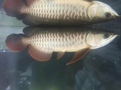 龍魚打架會(huì)不會(huì)打死魚：龍魚打架會(huì)打死魚嗎龍魚打架會(huì)不會(huì)打死魚