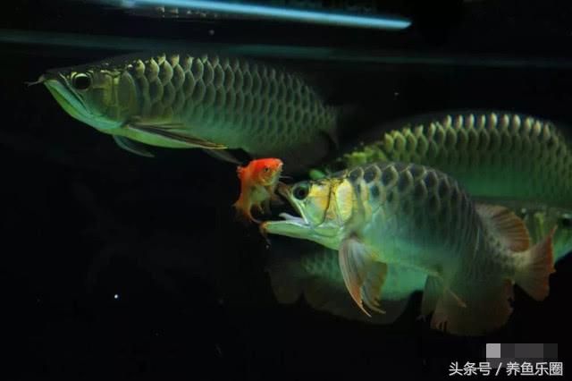 龍魚的外形描寫：風(fēng)景圖集：龍魚