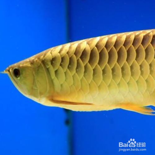 金龍魚(yú)喜歡吃什么食物：金龍魚(yú)喜歡吃哪些食物？