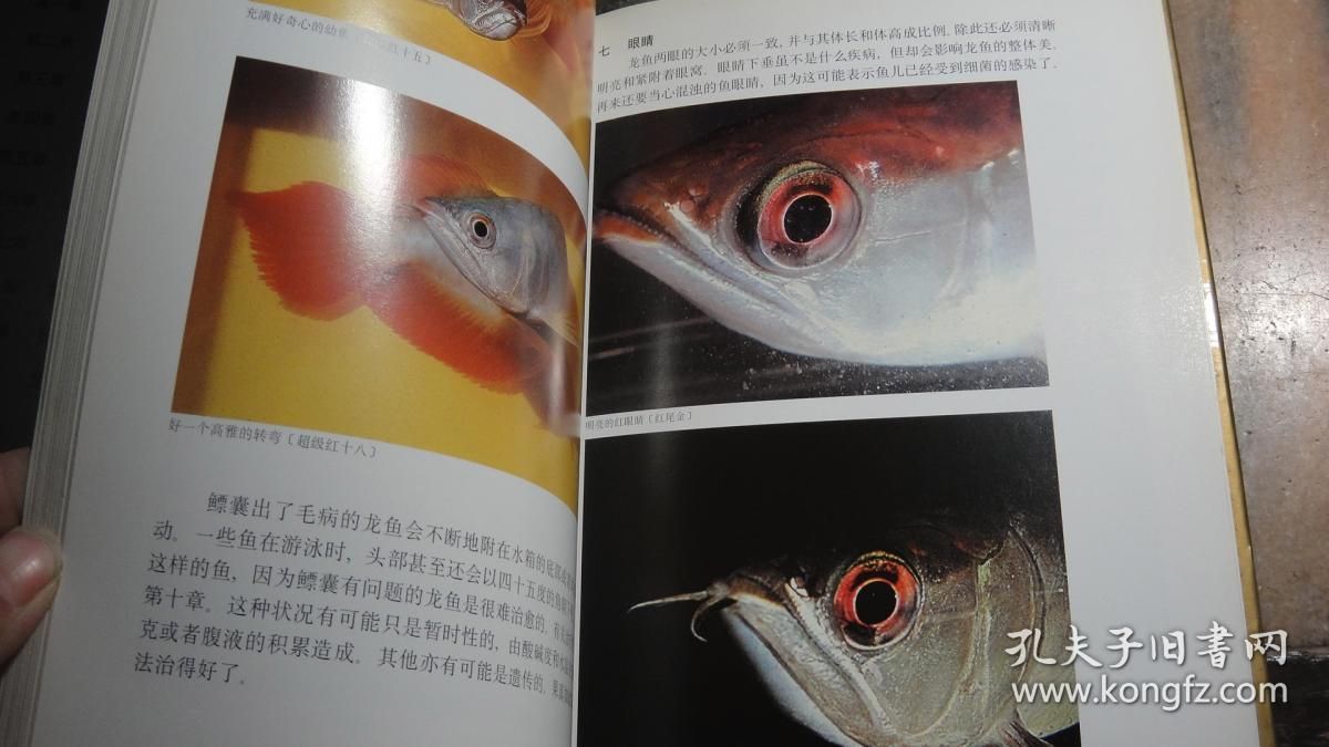 龍魚眼睛外蒙怎么治療：龍魚眼睛外蒙怎么治療龍魚眼睛外蒙怎么治療 龍魚百科 第1張