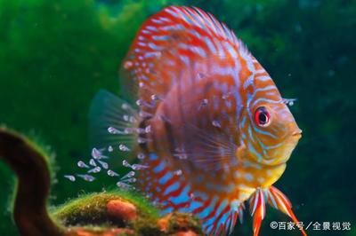 大魚缸養(yǎng)魚好還是小魚缸養(yǎng)魚好：大魚缸養(yǎng)魚的小技巧養(yǎng)魚的小技巧，大魚缸養(yǎng)魚的小技巧 魚缸百科 第2張