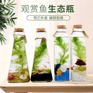 不需要打理的魚缸：如何打造一個無需打理的懶人魚缸 魚缸百科 第3張