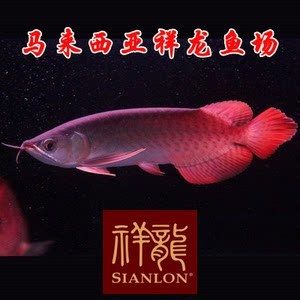 養(yǎng)小紅龍魚注意事項和禁忌食物是什么：養(yǎng)小紅龍魚注意事項和禁忌食物是什么是什么