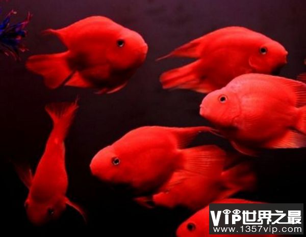 紅龍魚品相排名前十：紅龍魚品相排名前十：血統(tǒng)純正辣椒紅龍魚售價268萬元 龍魚百科 第2張