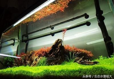 大魚缸放什么水草好看：適合種植在大魚缸中的幾種水草 魚缸百科 第1張