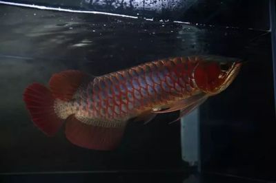 巨型龍魚(yú)擺件寓意什么：巨型龍魚(yú)擺件寓意什么巨型龍魚(yú)擺件寓意什么