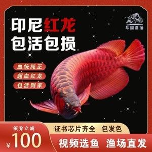 大湖紅龍魚證書照片 龍魚百科 第2張