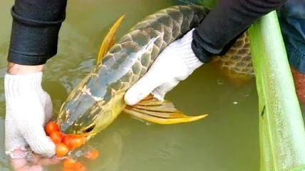 龍魚產(chǎn)子吐珠繁衍：關(guān)于龍魚繁衍的詳細(xì)解釋 龍魚百科 第1張