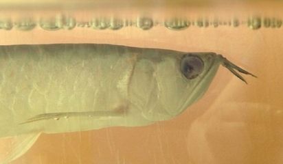 龍魚眼睛有白膜怎么做手術(shù)：龍魚眼睛出現(xiàn)白膜怎么做手術(shù) 龍魚百科 第1張