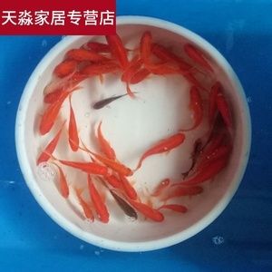 喂龍魚的飼料魚要怎么消毒呢：喂龍魚的飼料魚怎么消毒 龍魚百科 第3張