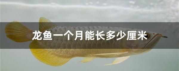 龍魚一次喂多少魚糧合適：龍魚一次喂多少魚糧合適喂多少魚糧合適 龍魚百科 第3張