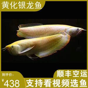 黃化龍魚23厘米價格多少錢：黃化龍魚23厘米價格多少錢黃化龍魚23厘米價格多少錢