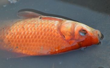 黃化龍魚23厘米價格多少錢：黃化龍魚23厘米價格多少錢黃化龍魚23厘米價格多少錢