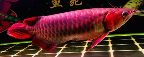 紅龍魚怎么區(qū)分雌雄：怎么區(qū)分紅龍魚的雌雄？