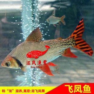 養(yǎng)金龍魚可以放清道夫嗎：養(yǎng)金龍魚可以放清道夫嗎？