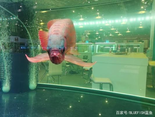 博特三代魚缸如何換水：博特三代魚缸換水方法 魚缸百科 第3張