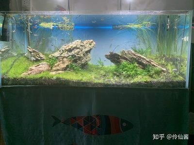 大魚缸養(yǎng)什么魚好看好養(yǎng)活：魚缸養(yǎng)殖技巧 魚缸百科 第1張