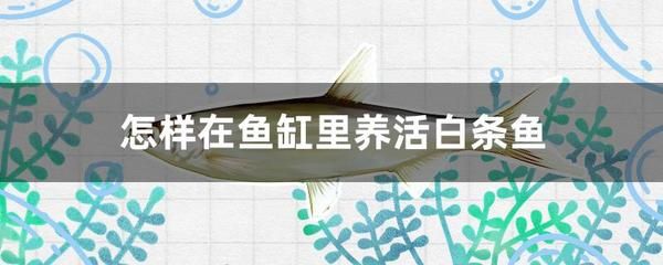 白條魚在魚缸怎么養(yǎng) 魚缸百科 第3張