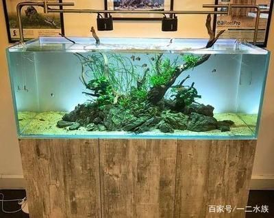 大魚缸造景怎么放進去啊好看的：魚缸造景布局魚缸造景制作方法和步驟和要點和要點 魚缸百科 第2張