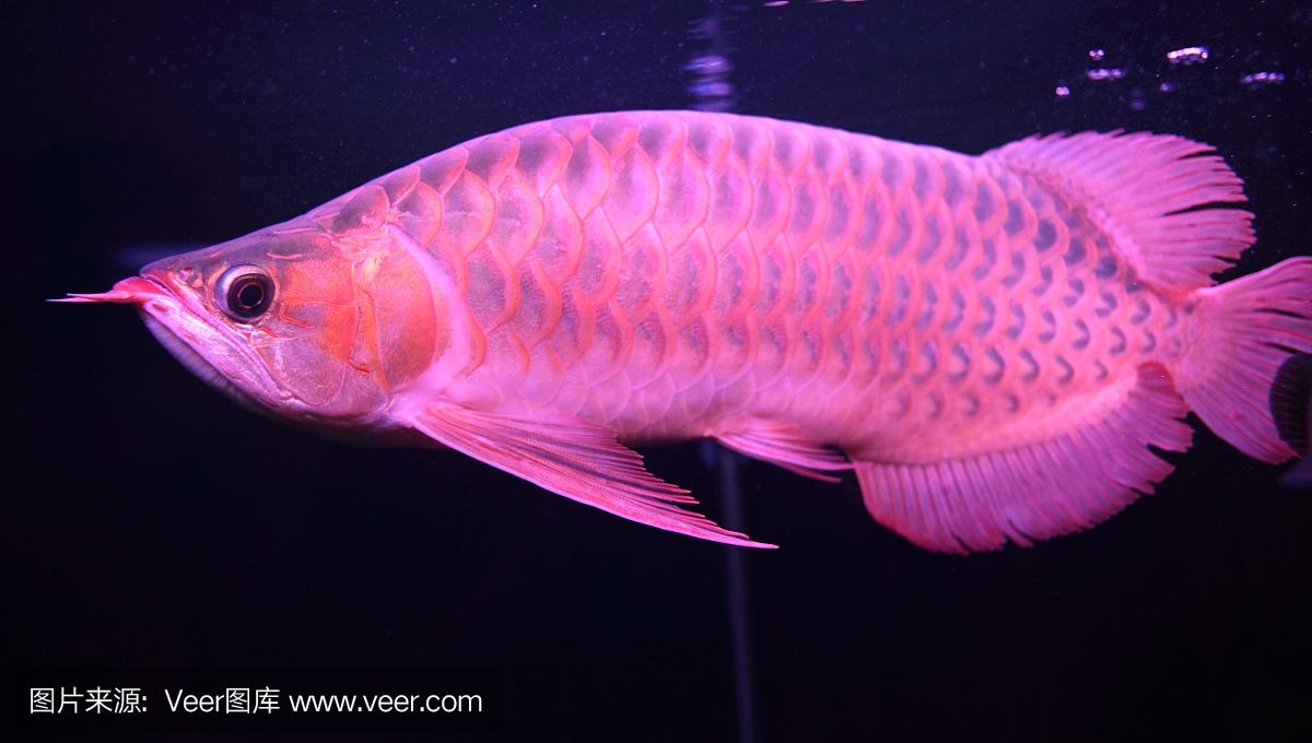 赤液龍魚(yú)怎么樣：赤液龍魚(yú)怎么樣赤液龍魚(yú)飼養(yǎng)方法 龍魚(yú)百科 第1張