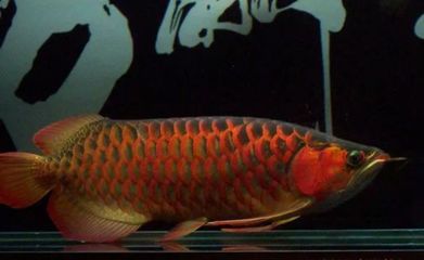 赤液龍魚(yú)怎么樣：赤液龍魚(yú)怎么樣赤液龍魚(yú)飼養(yǎng)方法 龍魚(yú)百科 第3張