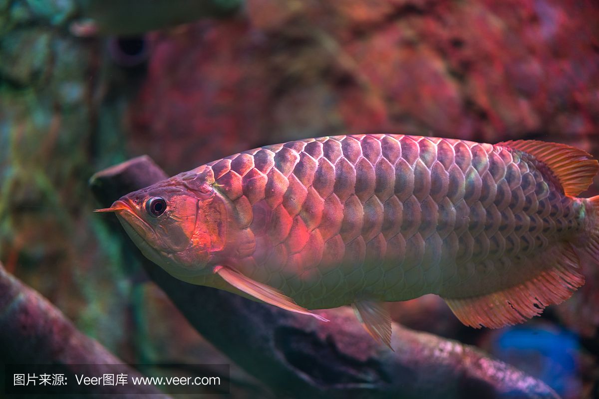 赤液龍魚(yú)怎么樣：赤液龍魚(yú)怎么樣赤液龍魚(yú)飼養(yǎng)方法 龍魚(yú)百科 第2張