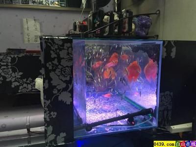 白水晶魚(yú)缸煙火：煙火魚(yú)缸品牌介紹白水晶碎石裝飾用途白水晶裝飾用途 魚(yú)缸百科 第2張