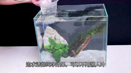 斗魚缸造景好還是不造景好：斗魚缸造景和不造景各有利弊， 魚缸百科 第3張