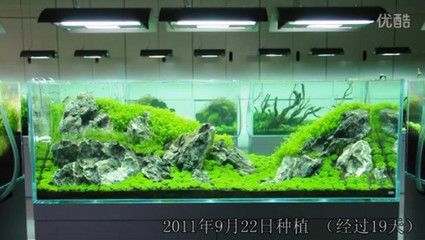 180的魚(yú)缸水景多少錢 魚(yú)缸百科 第1張