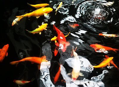 錦鯉和龍魚混養(yǎng)好嗎：錦鯉和龍魚是否適合混養(yǎng)，取決于多種因素，