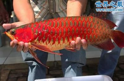 龍魚(yú)能長(zhǎng)多重的魚(yú)：被稱為“龍王”的超大龍魚(yú)，體重達(dá)400多斤，體重可能有很大變化 龍魚(yú)百科 第2張