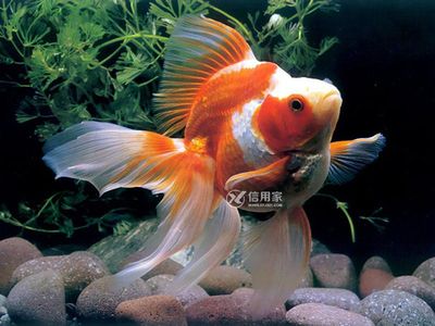 1.2米魚(yú)缸錦鯉能長(zhǎng)多大：1.2米魚(yú)缸養(yǎng)錦鯉的適宜數(shù)量和生長(zhǎng)情況 魚(yú)缸百科 第2張