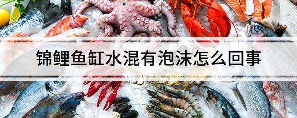 1.2米魚(yú)缸錦鯉能長(zhǎng)多大：1.2米魚(yú)缸養(yǎng)錦鯉的適宜數(shù)量和生長(zhǎng)情況 魚(yú)缸百科 第3張