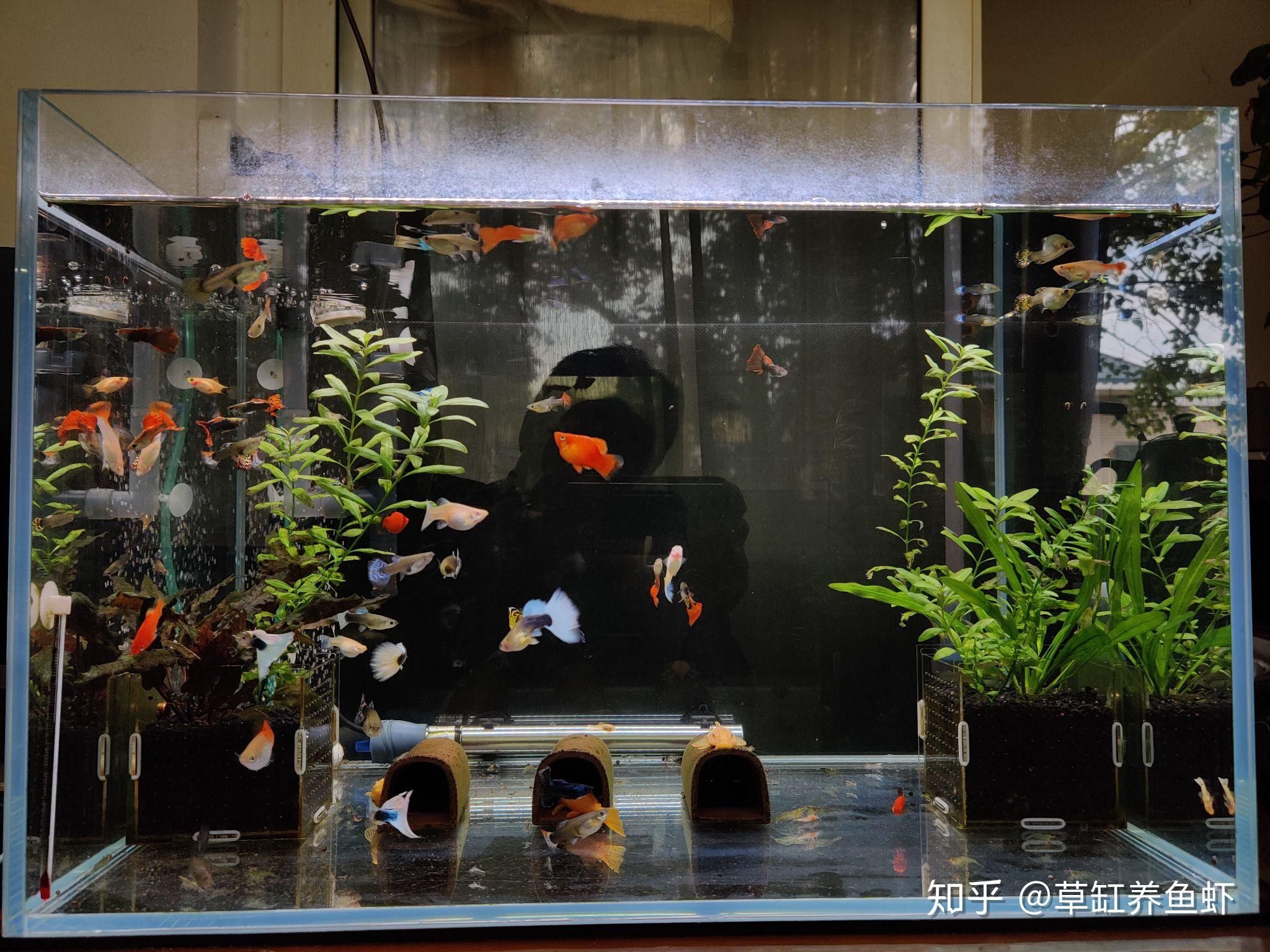 草缸變魚缸：如何將草缸變成魚缸 魚缸百科 第4張