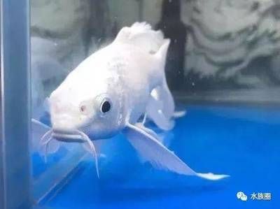 蝴蝶鯉可以吃龍魚飼料嗎：蝴蝶鯉和龍魚在混養(yǎng)時(shí)需要注意一些事項(xiàng)，蝴蝶鯉可以吃龍魚飼料嗎