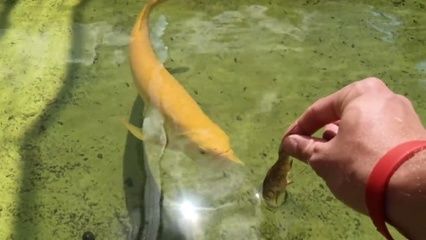 金龍魚好多天不吃食：金龍魚好多天不吃食怎么辦 龍魚百科 第1張