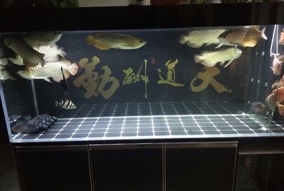 大魚水族魚缸養(yǎng)什么魚好：根據搜索結果推薦的一些適合大魚缸養(yǎng)的魚類