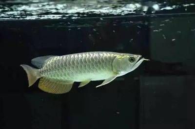 b級(jí)過背金龍魚20cm是什么色：\b級(jí)過背金龍魚20cm過背金龍魚20cm